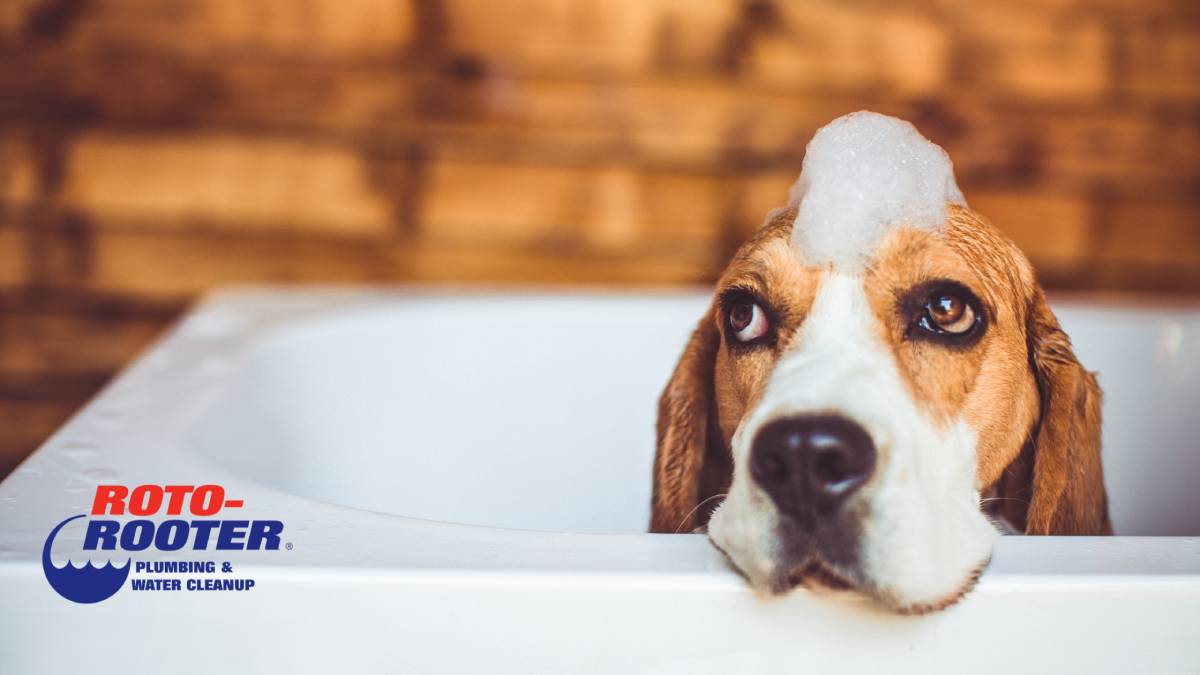 Plumbing Problems You May Run Into While Owning Pets