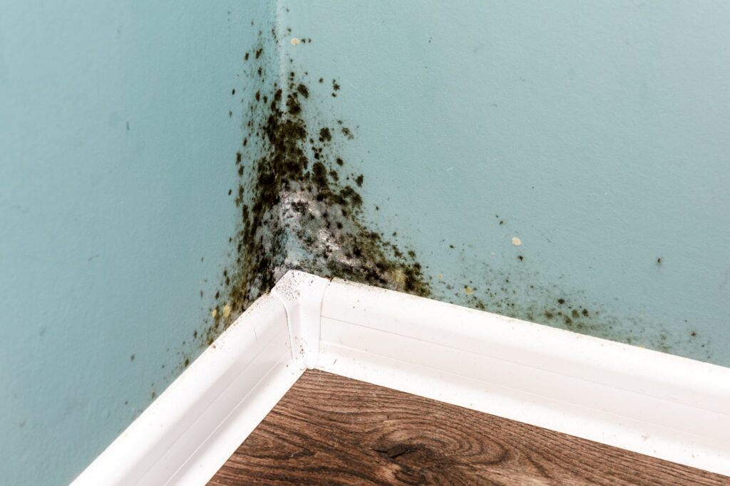 mold remediation