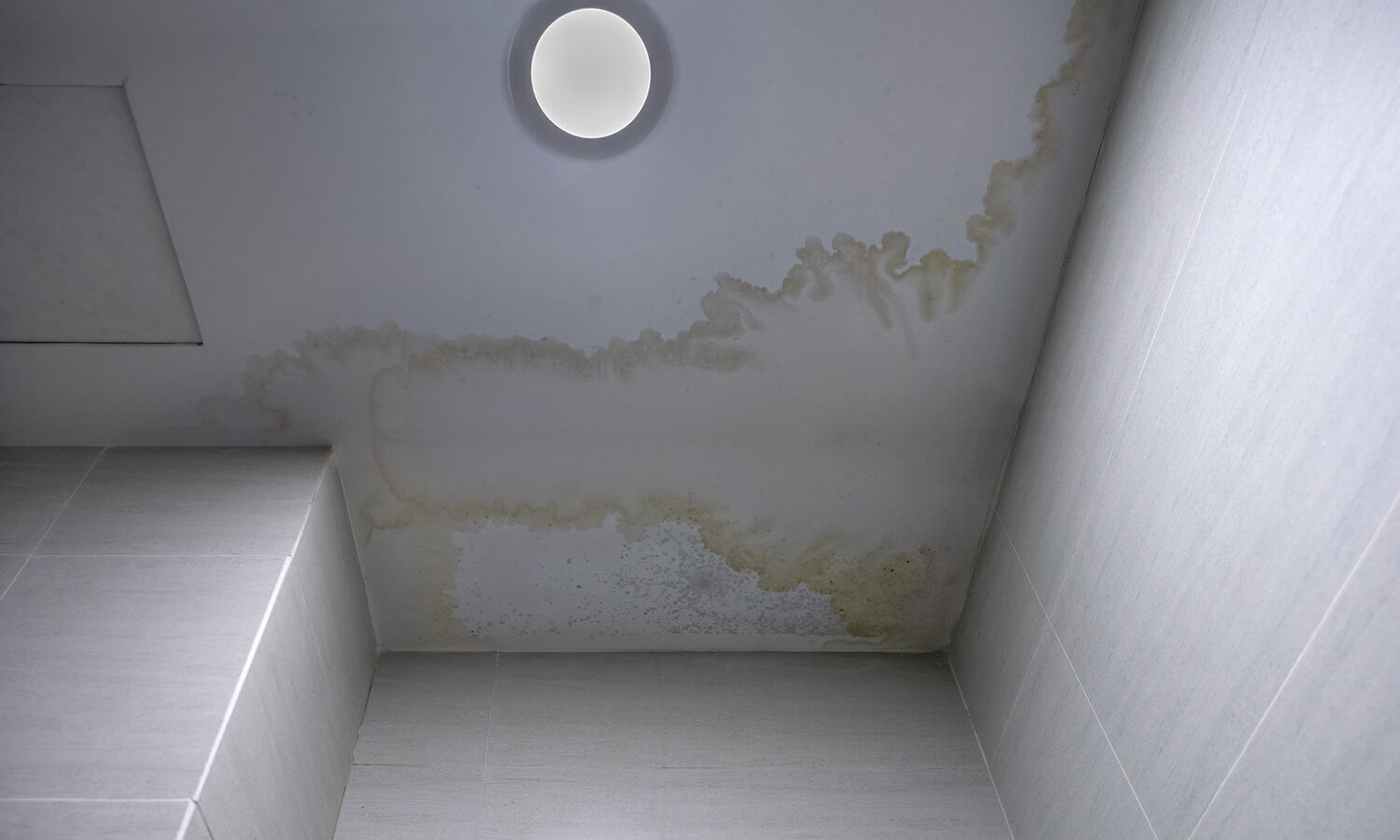 mold after water damage
