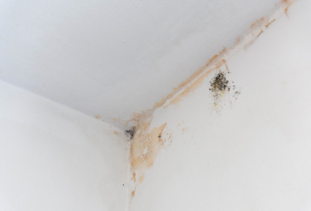 black mold stain in a home ceiling