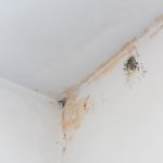 black mold stain in a home ceiling
