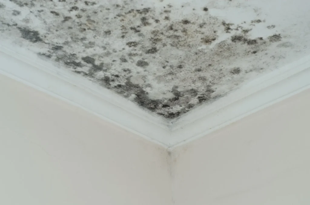 mold
